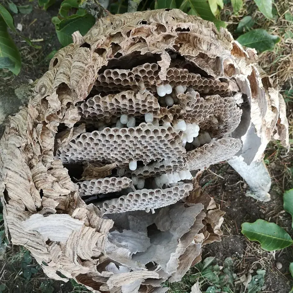 nid de frelons asiatiques (4)