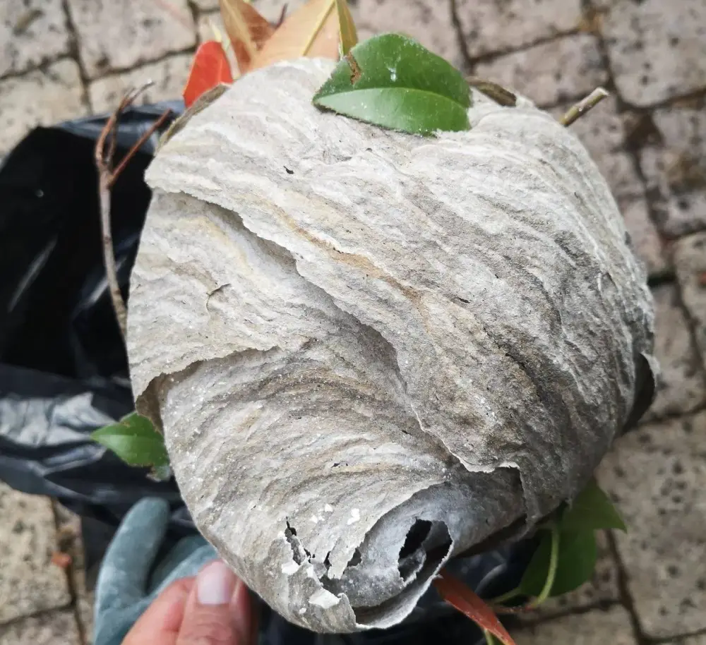 Réagir face à un nid de guêpes