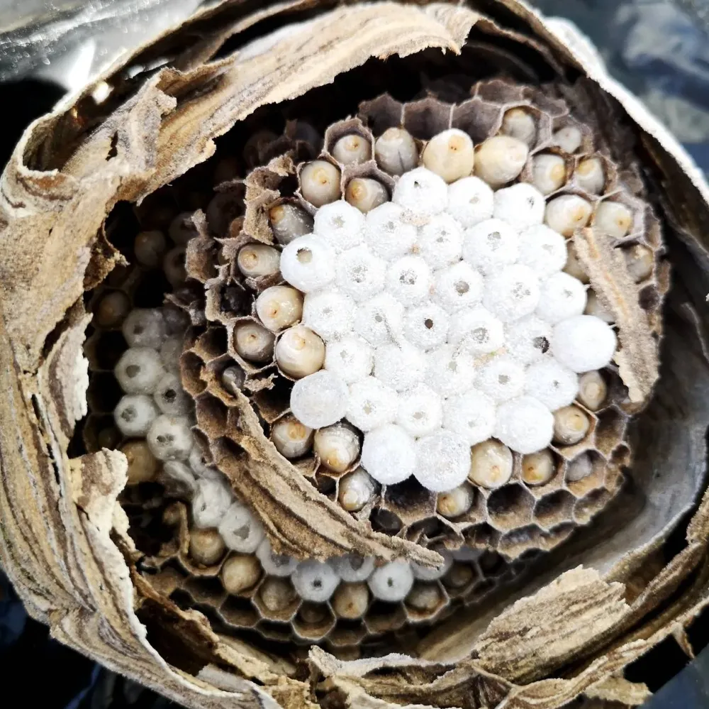 Les dangers du nid de frelons